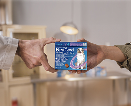 NexGard Spectra | Protección de otro nivel contra parásitos